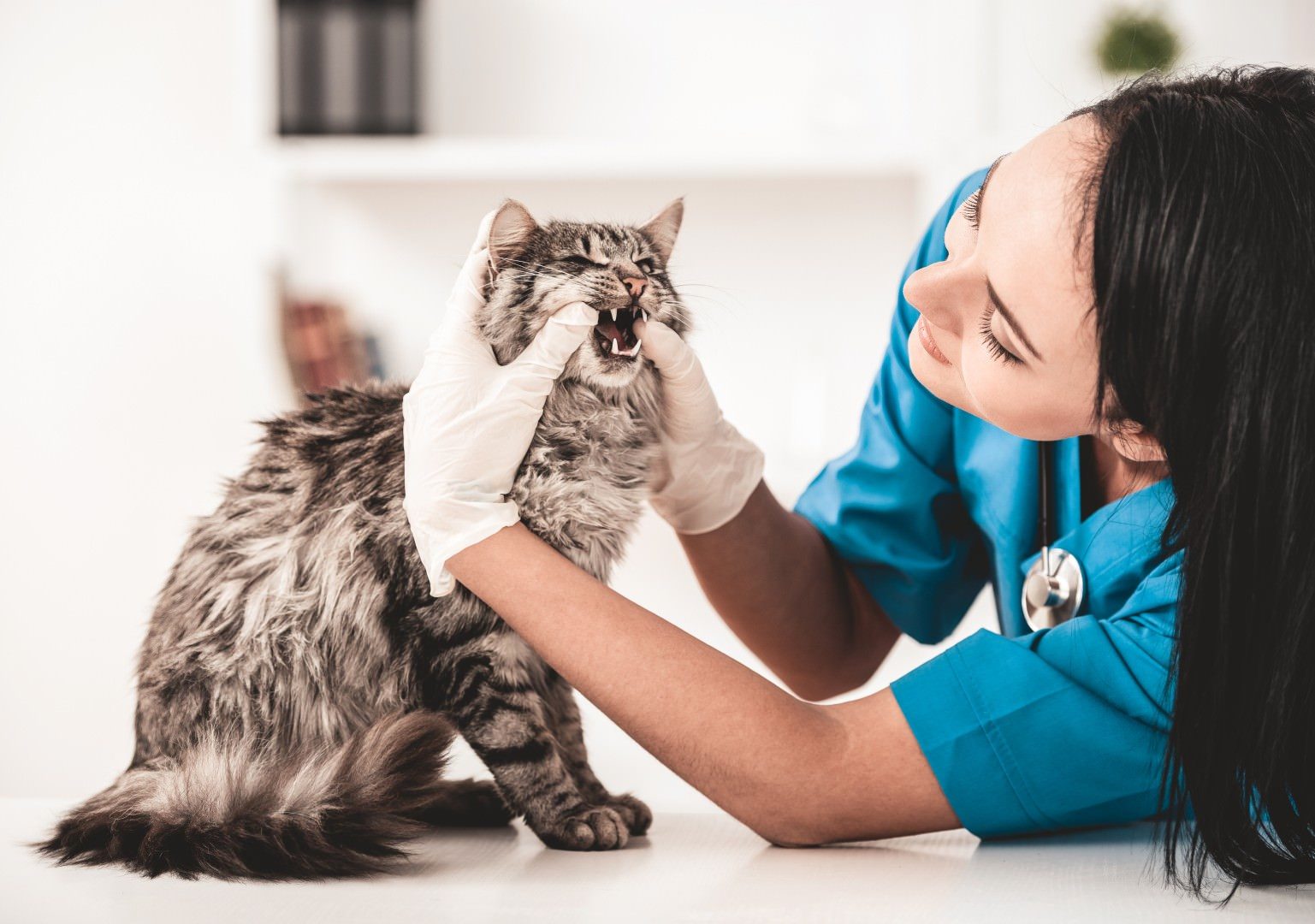 Veterinary Web Design Veterinarian examining a gray tabby cat in a clinic
